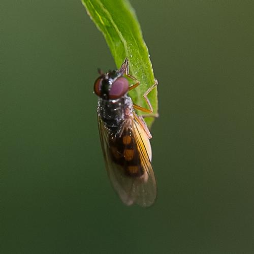 Melanostoma mellinum